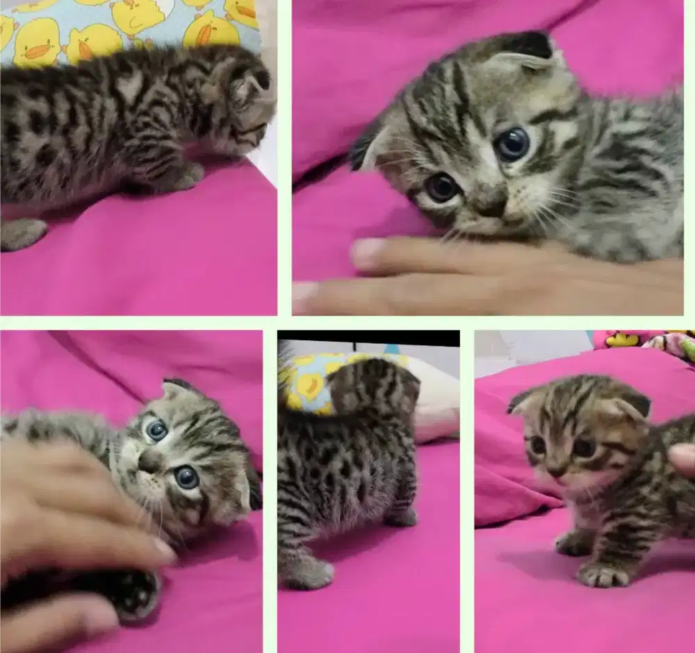 Munchkin Scottish fold