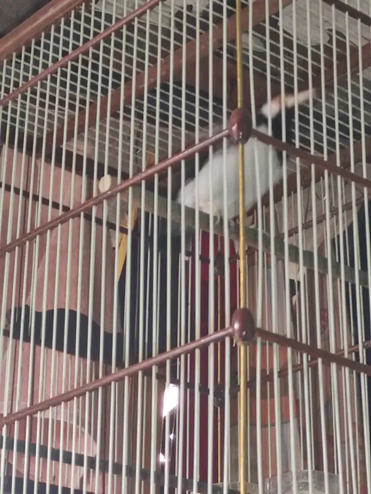 Jalak suren dan kenari pasangan