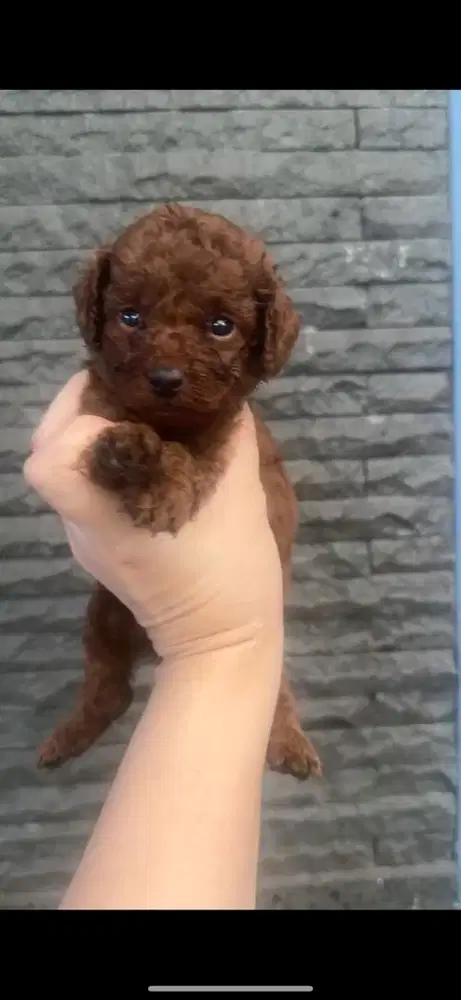 Toy poodle size kecil betina