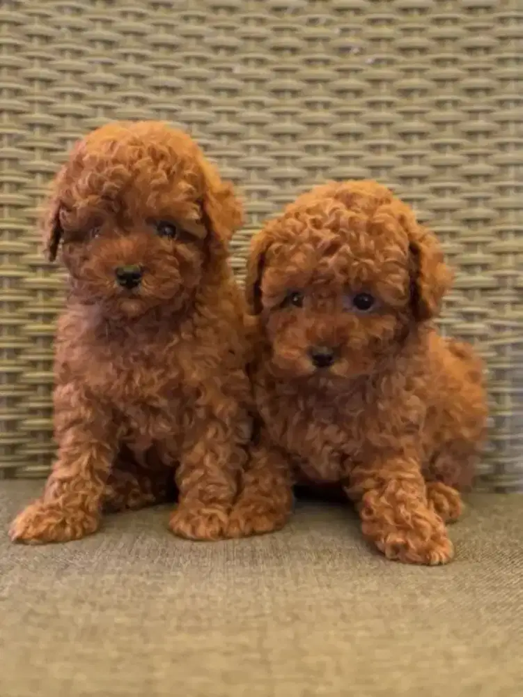 DIJUAL ANJING POODLE