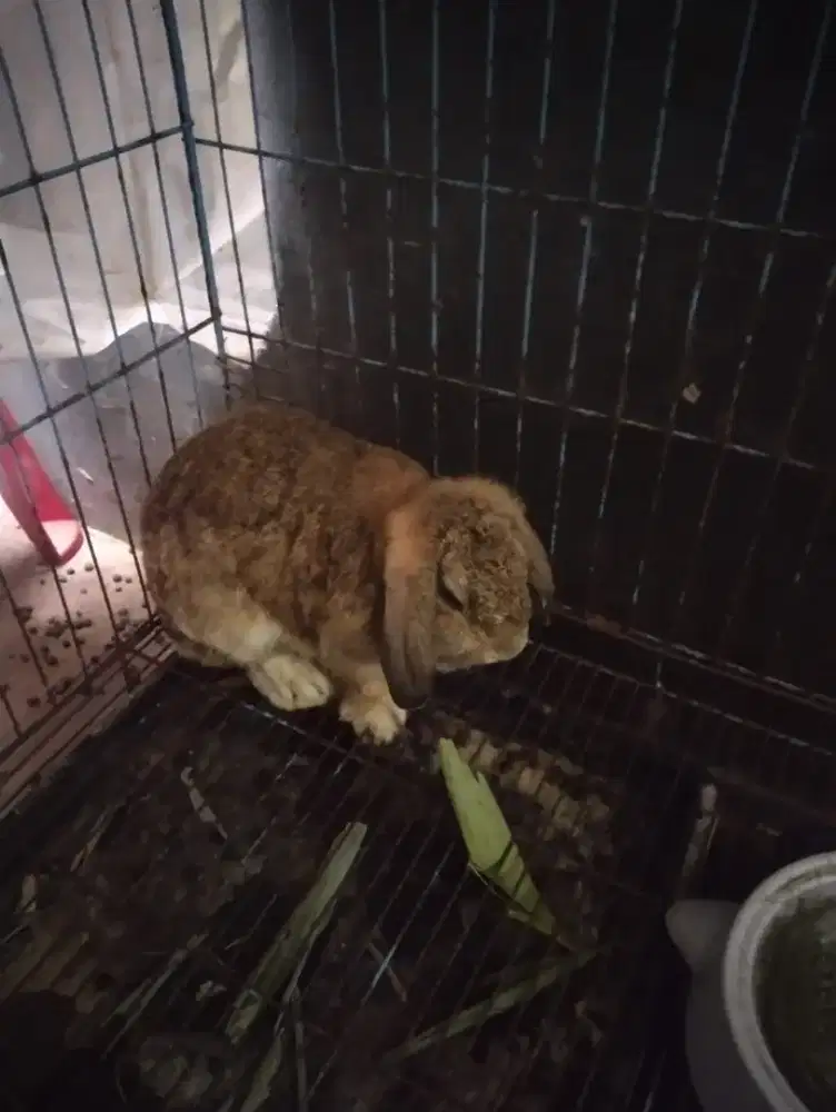 Dijual kelinci Holland loop, Netherland, sugar glider