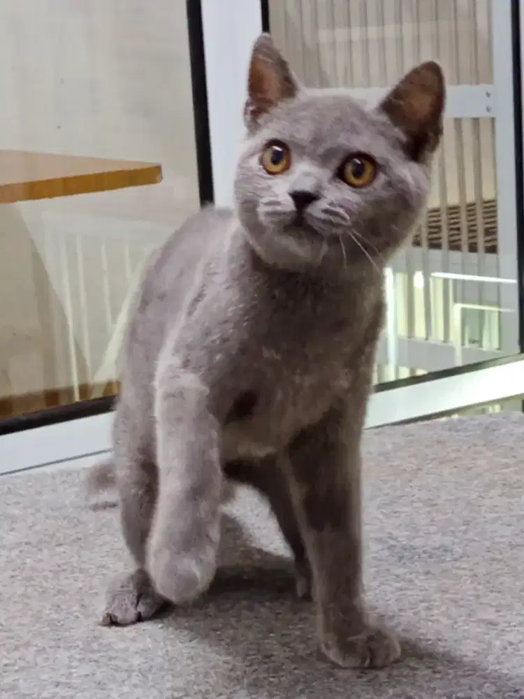 British Shorthair Blue Solid