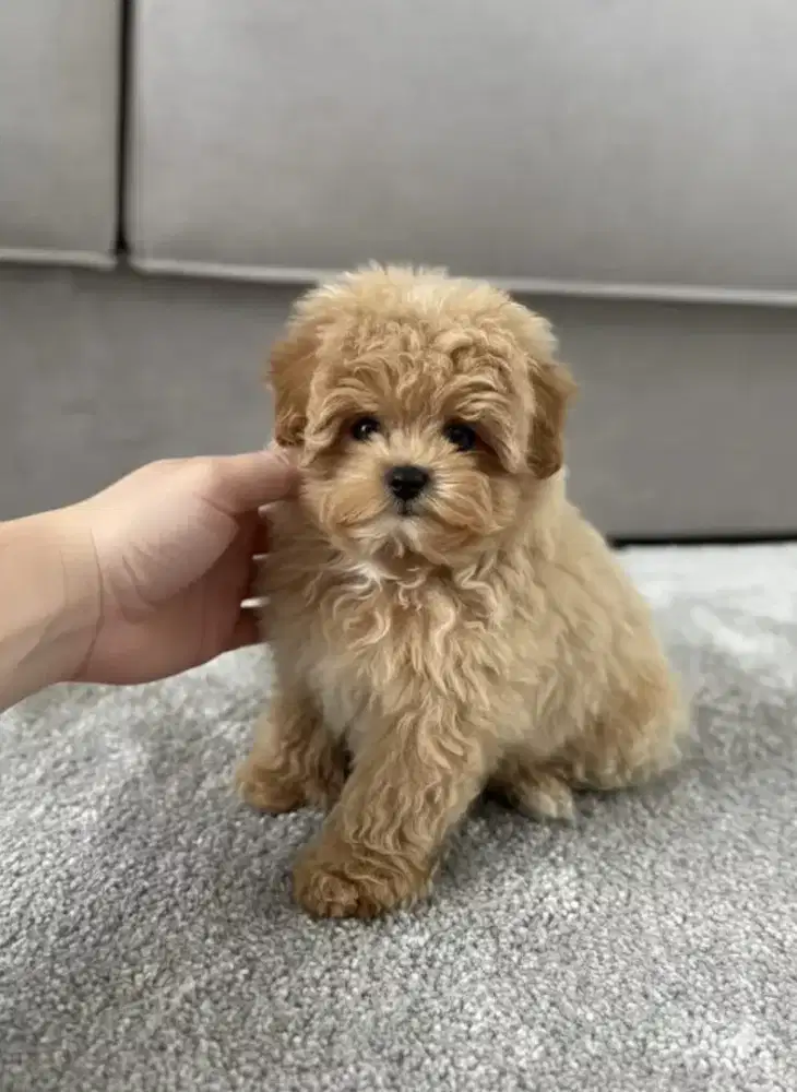 DIJUAL ANJING MALTESE MIX POODLE