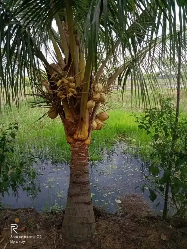 Pohon kelapa hijau dan kuning