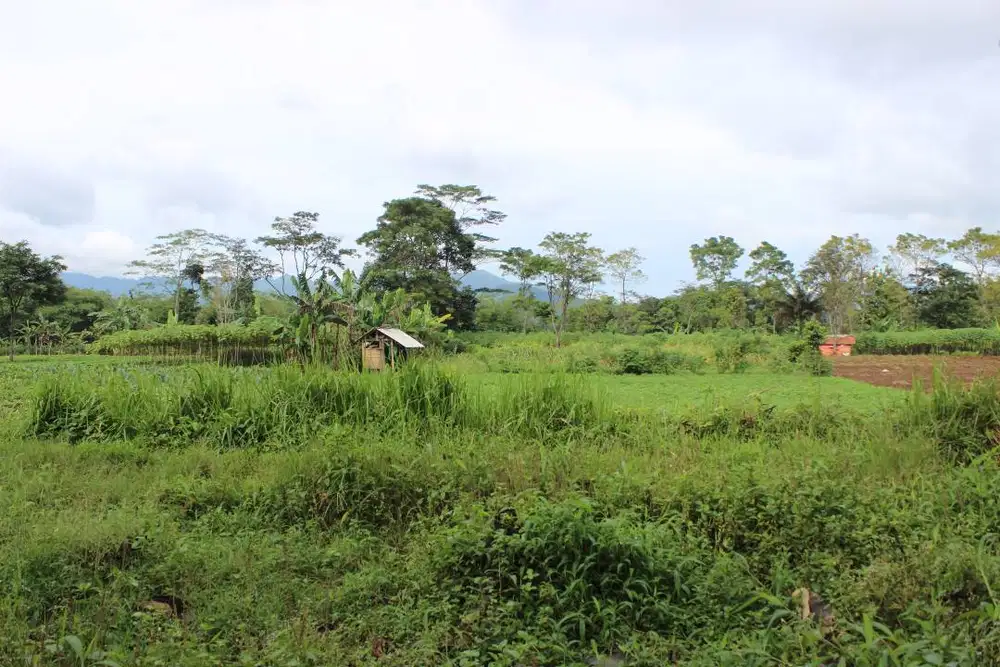 BU. DIJUAL TANAH KEBUN DATAR DAN SUBUR