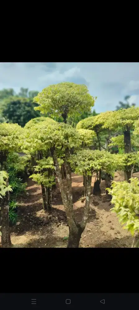 Pohon hias anting putri