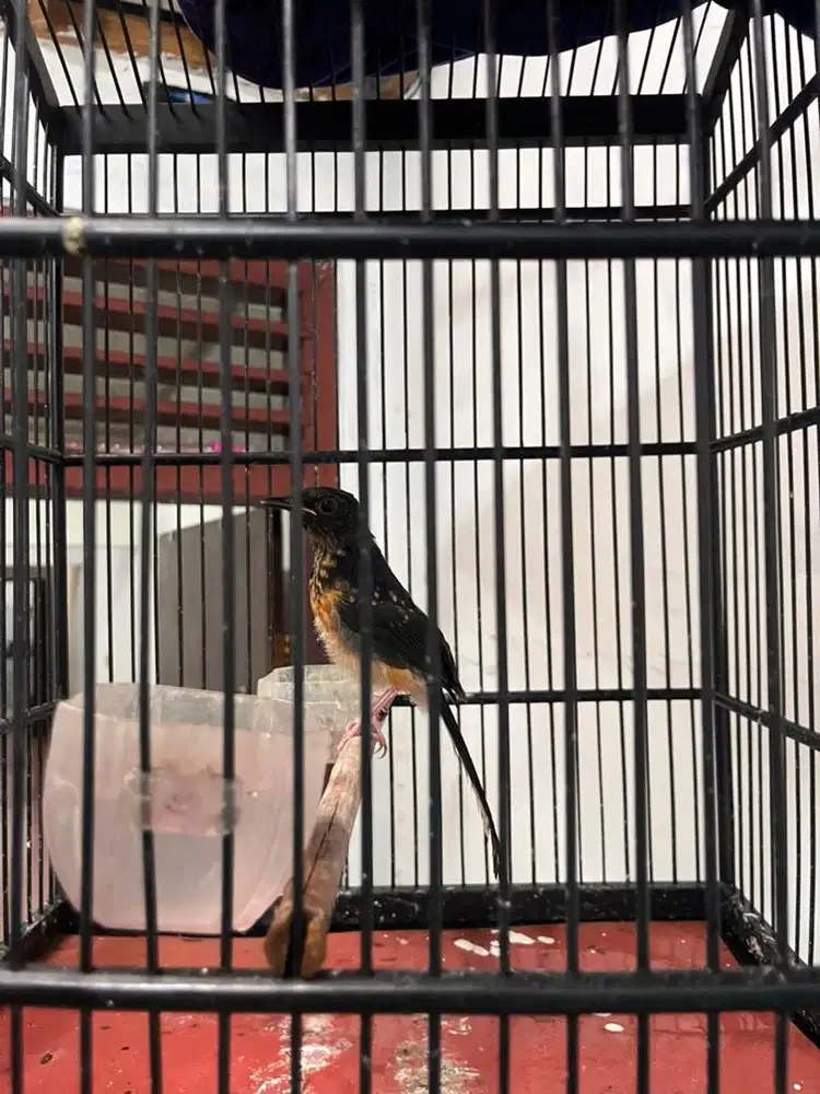 Trotolan Murai Batu Ekor Panjang