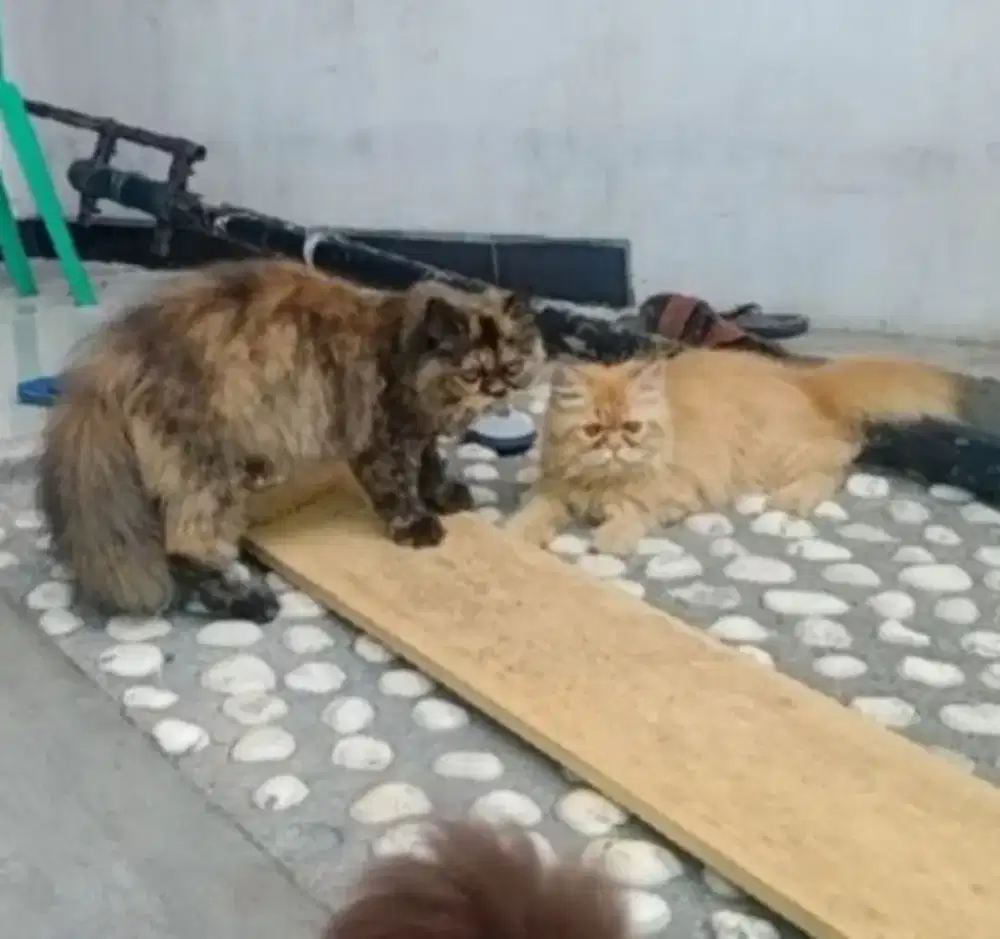 LA anakan Persia betina umur 5 bulan