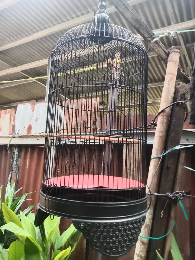 Kandang lovebird/kenari