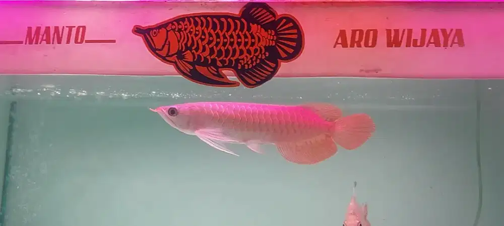 Arowana Super red 26-27cm