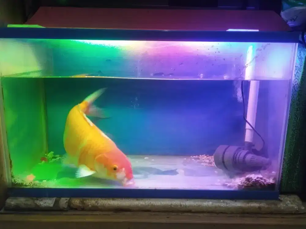 Ikan Koi berat 1,5 Kilo