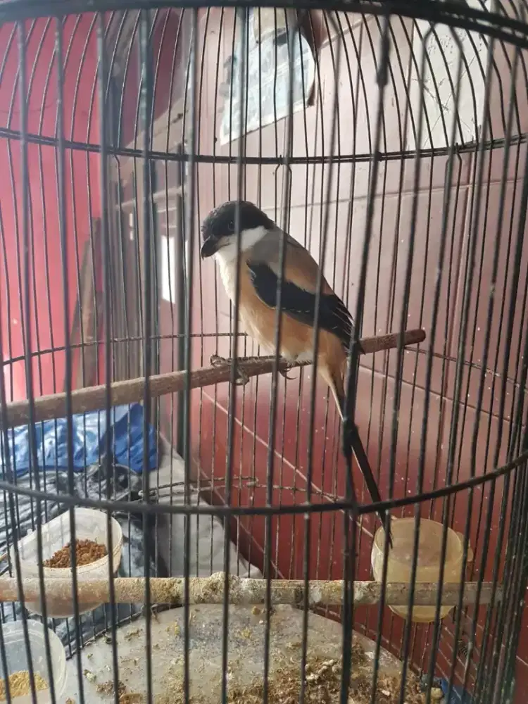 Toed jawa mulus bunyi