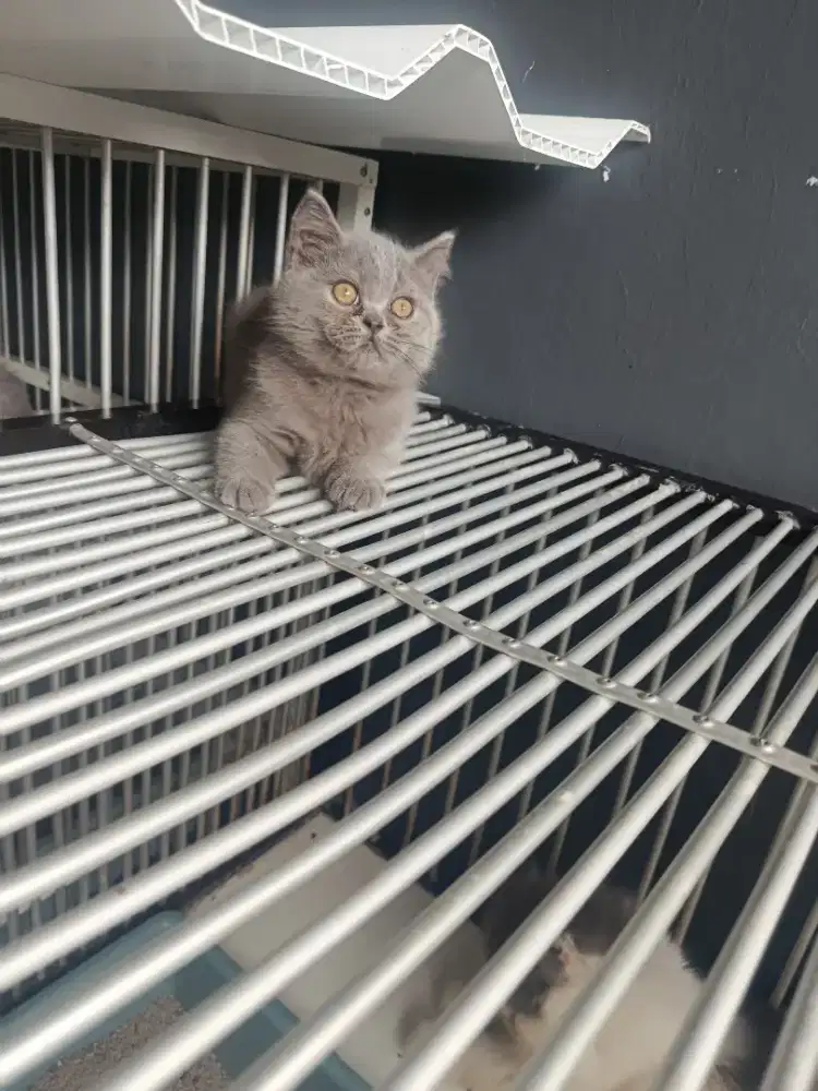 Kucing British short hair