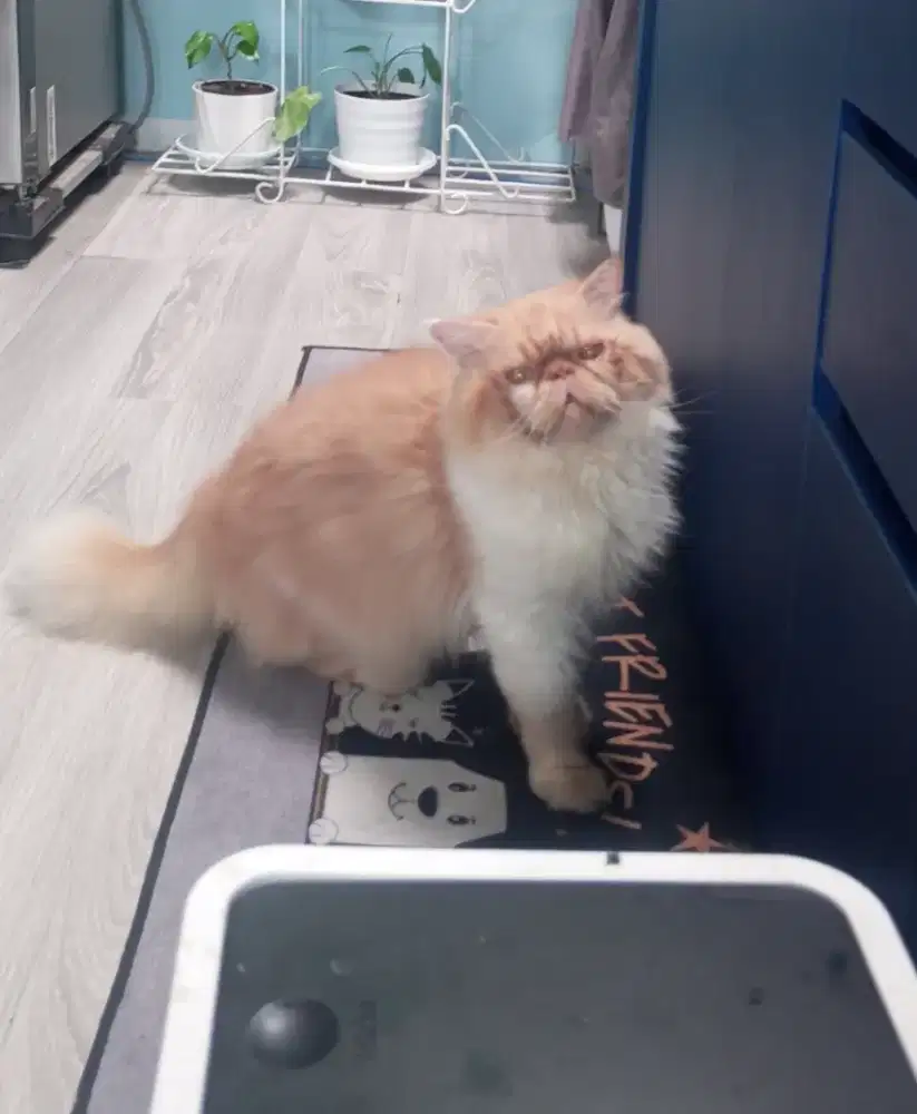 Jasa pacak Kucing Persia Peaknose