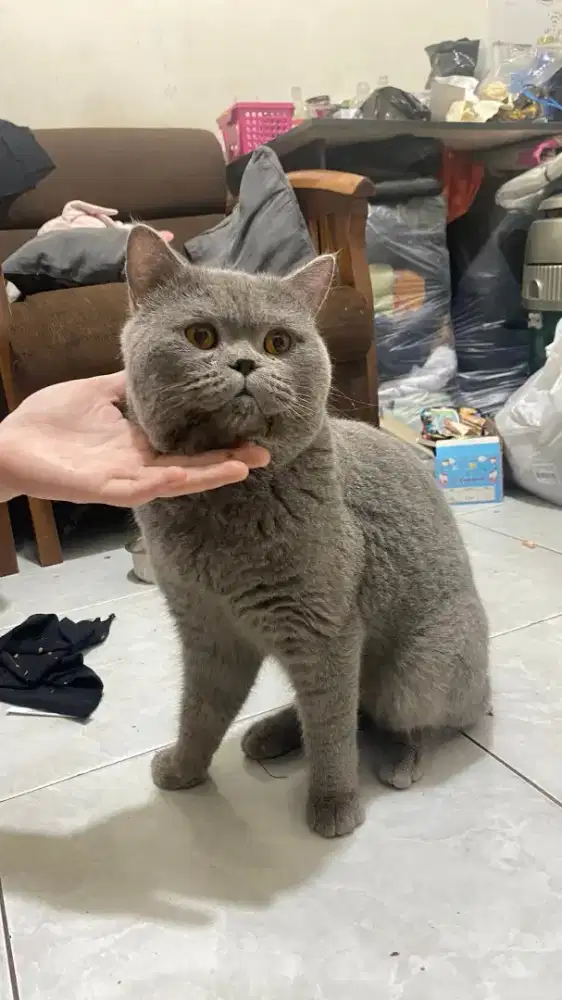 Kucing BSH pure jantan