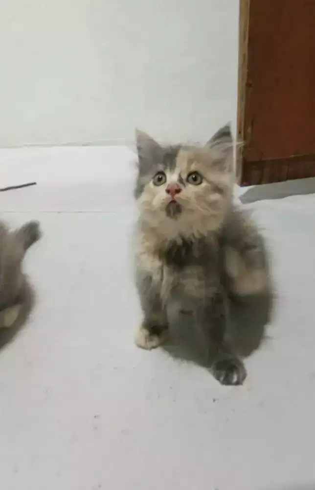 Kiteen persia betina