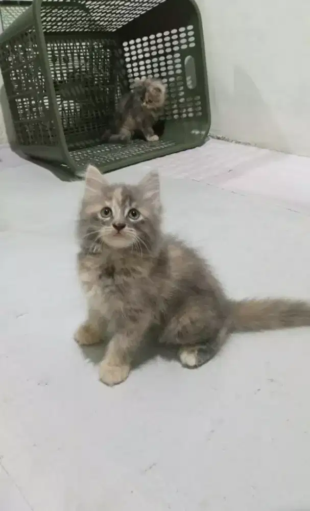 Kiteen betina persia