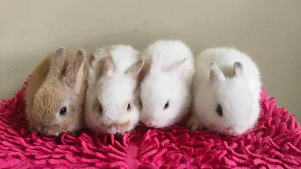 Kelinci Netherland Dwarf (ND) dan gratis makanan kelinci