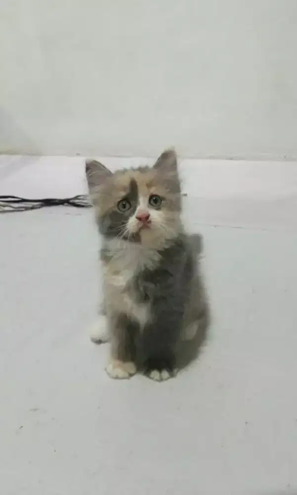 Kiteen betina persia