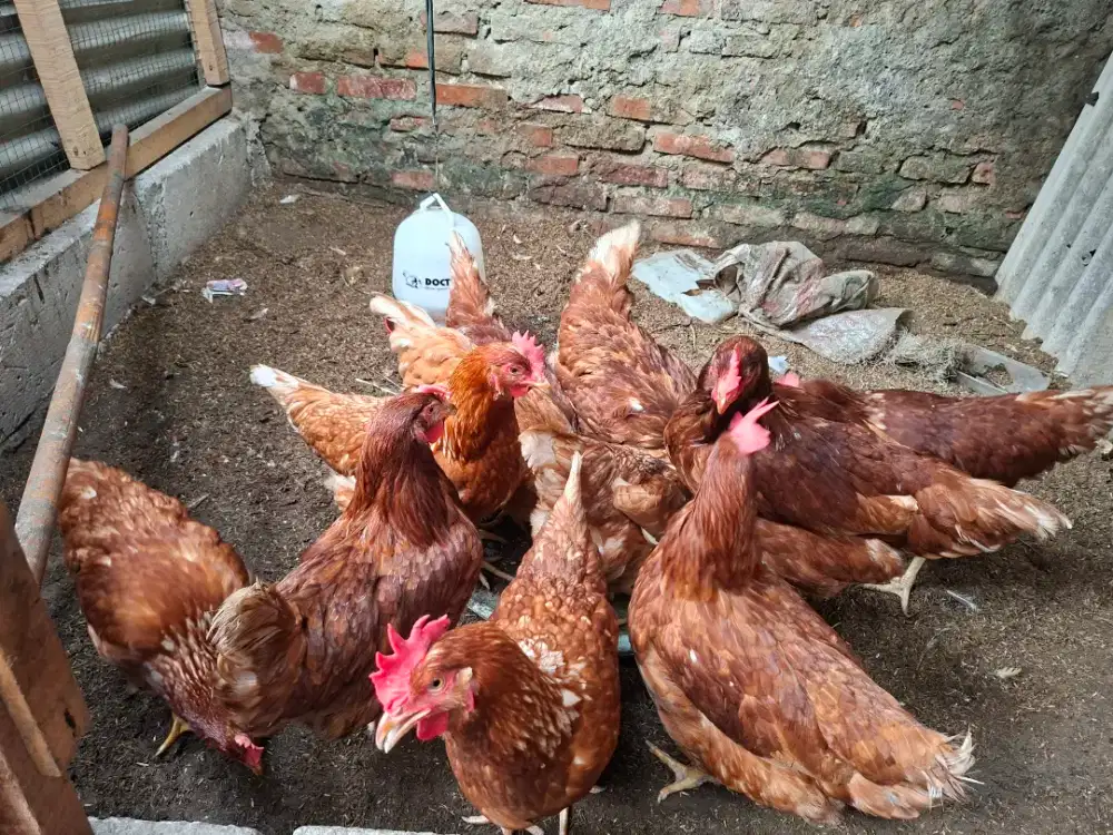 Ayam petelur umur 6 bulan