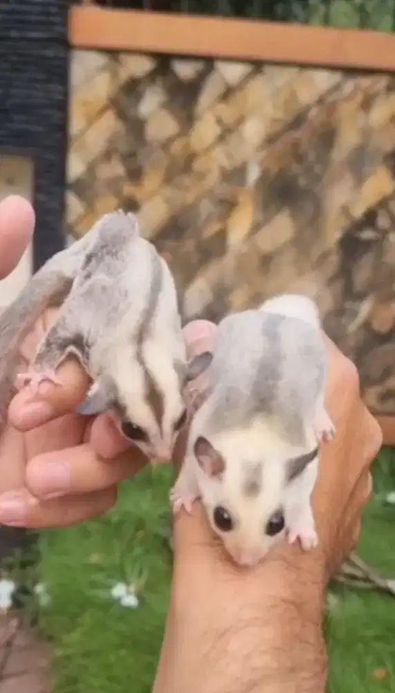 Sugar glider sepasang joey platinun dan mozaic