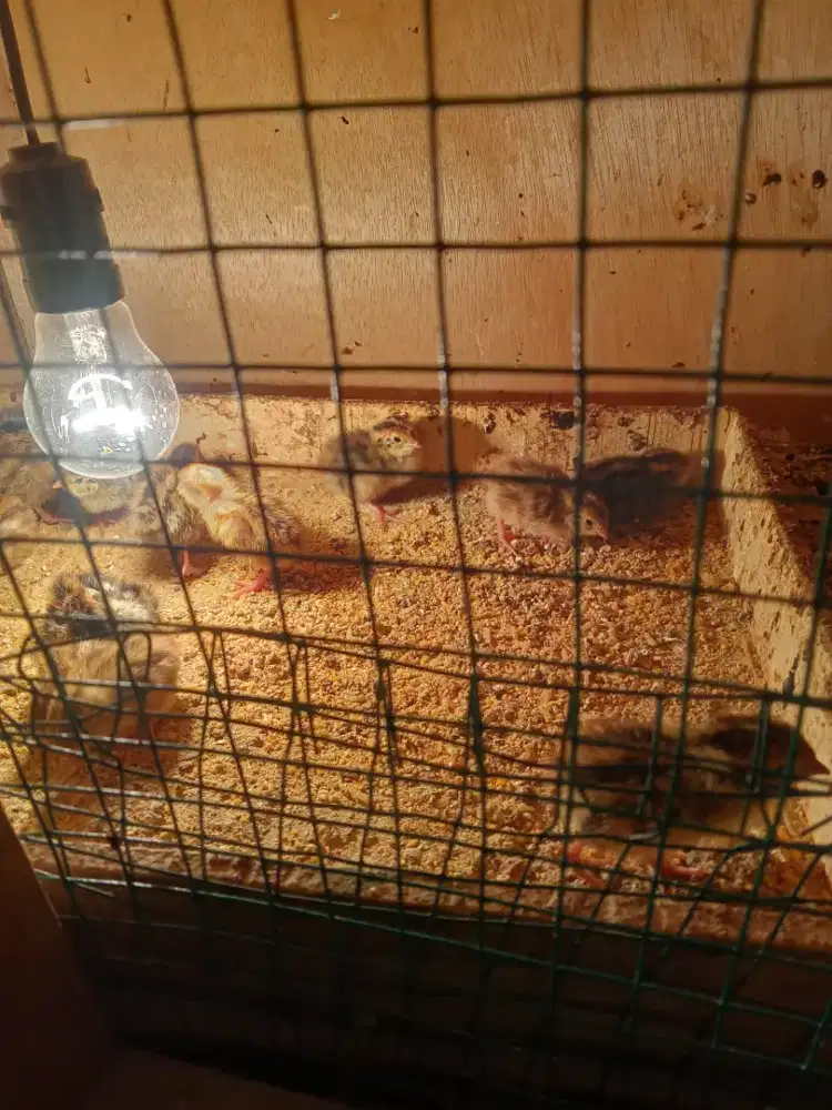 Puyuh anakan kelamin campur