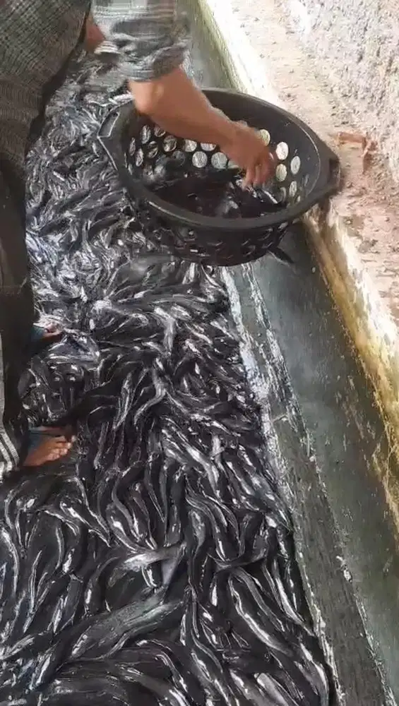 Lele konsumsi masih hidup