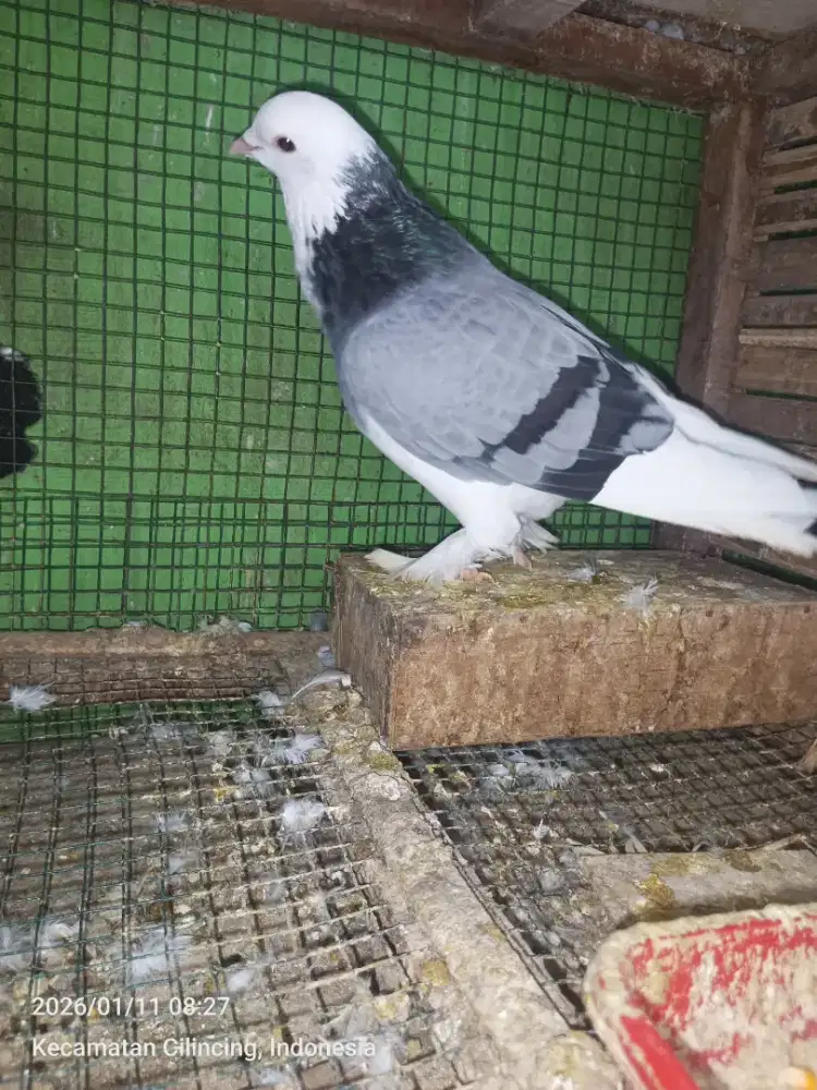 Merpati/burung dara Megan blantong jembros
