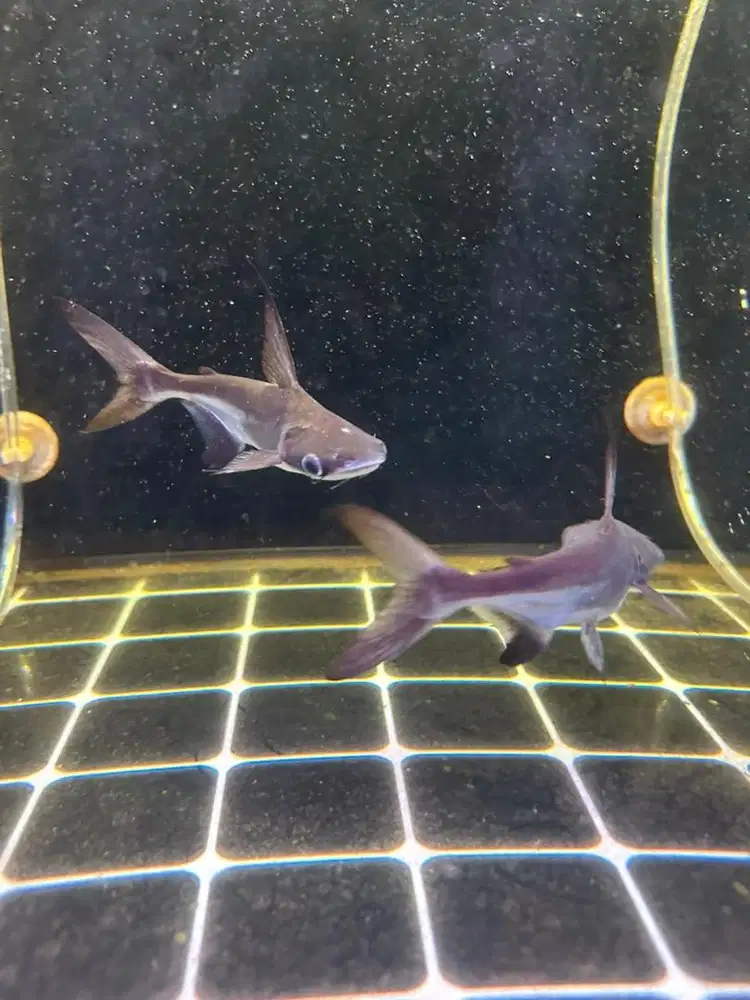 dijual ikan genghis khan (gk) ikan predator,tankmate bukan rtc,arwana