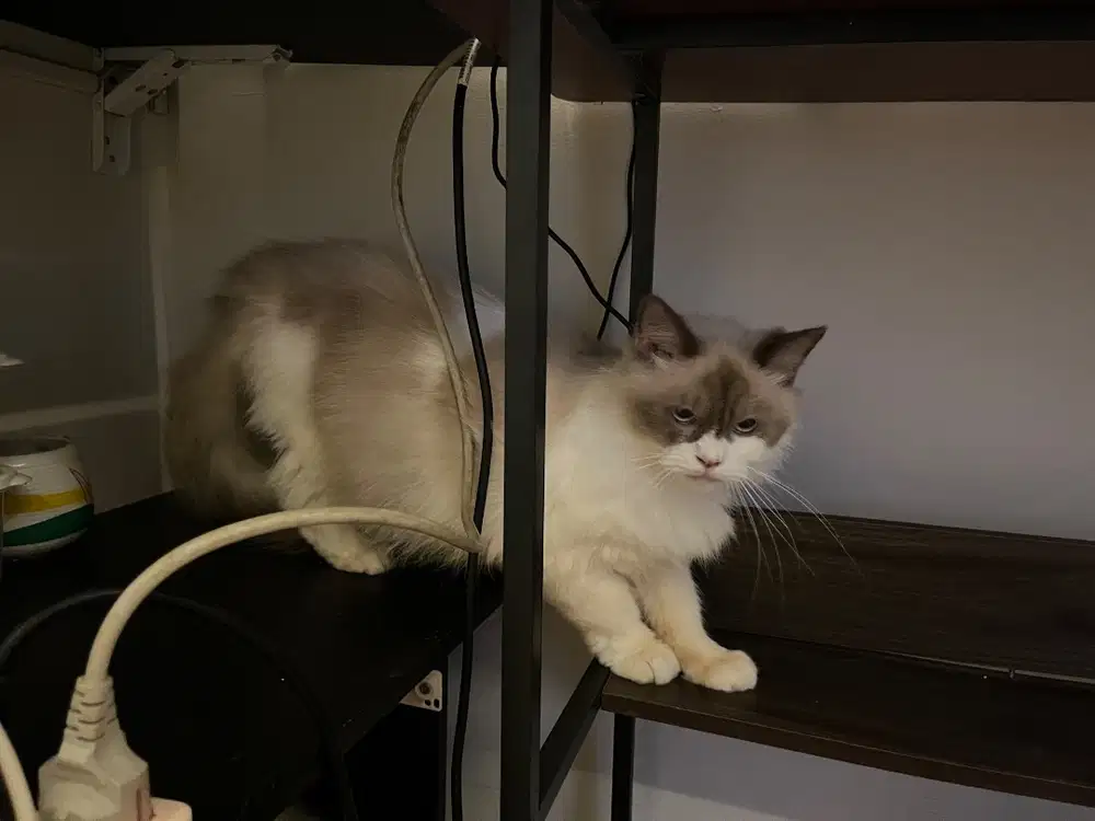 Lepas adop indukan Ragdoll betina hamil