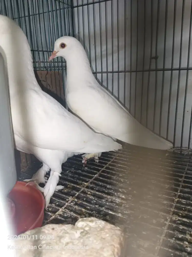 Merpati/dara jembros