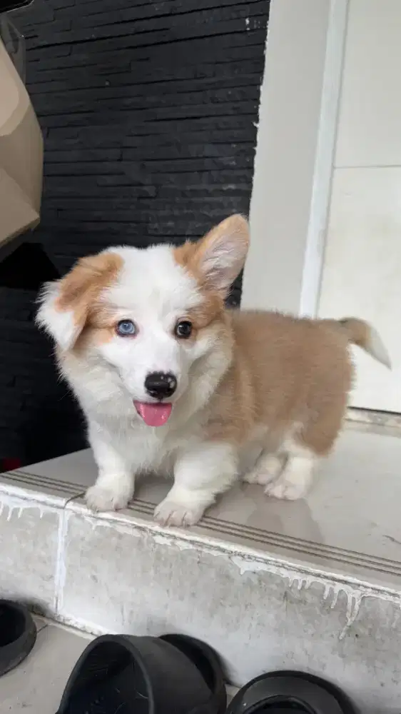 Corgi jantan ekor utuh