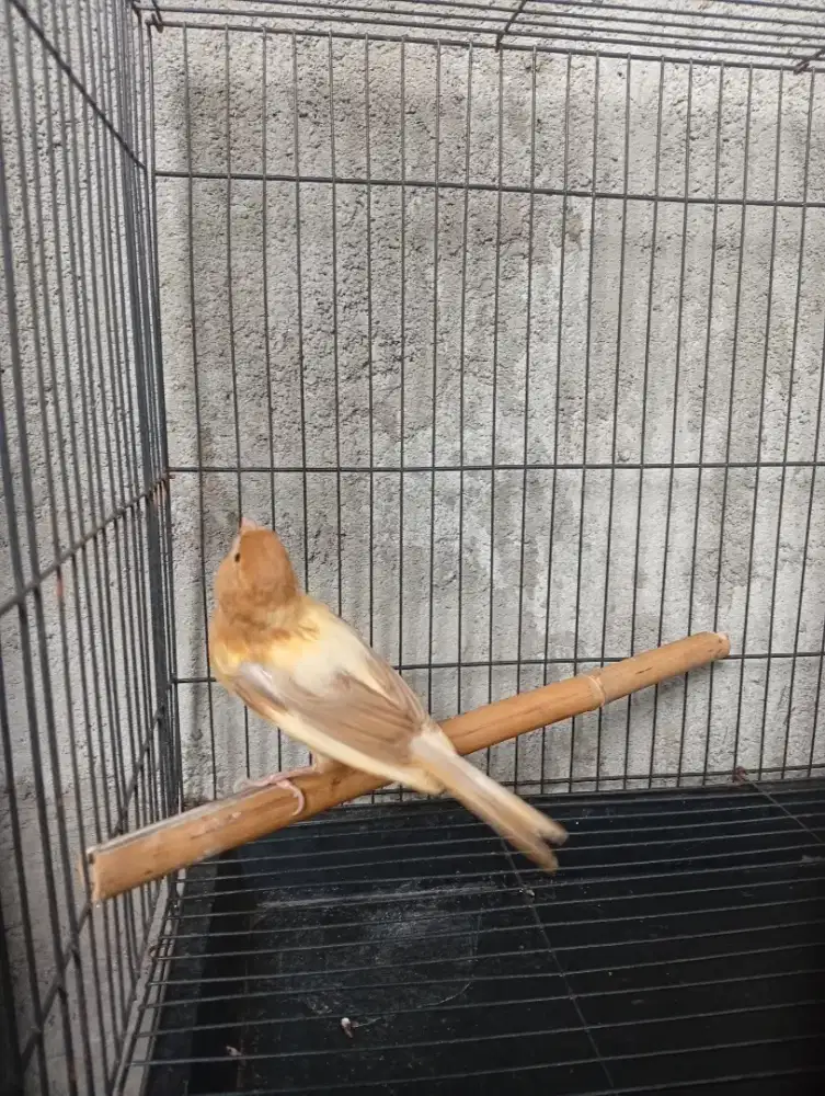 Dijual!!! Burung kenari paud cerah riwikan jantan murah