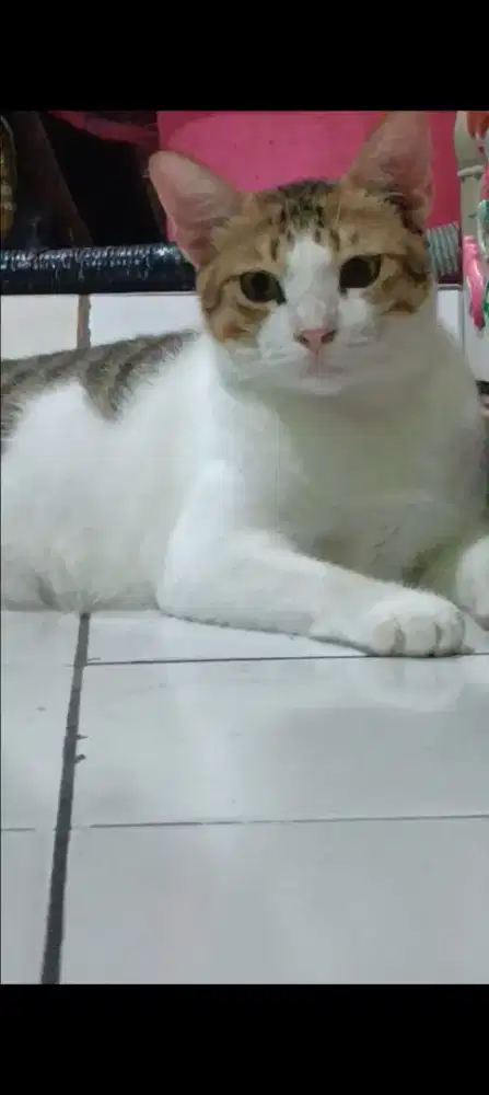 Jasa cat sitter harian