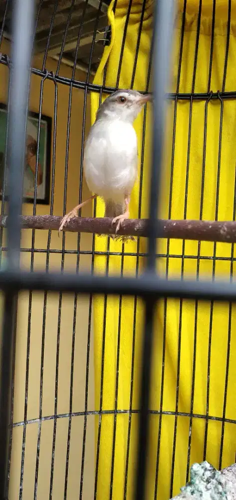 Ciblek sawah bahan ombyokan