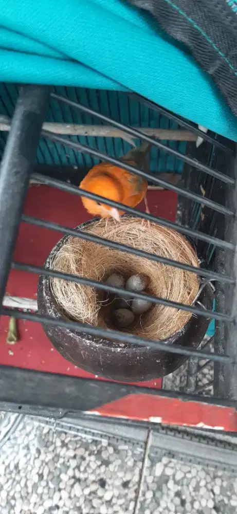 Kenari merlok betina