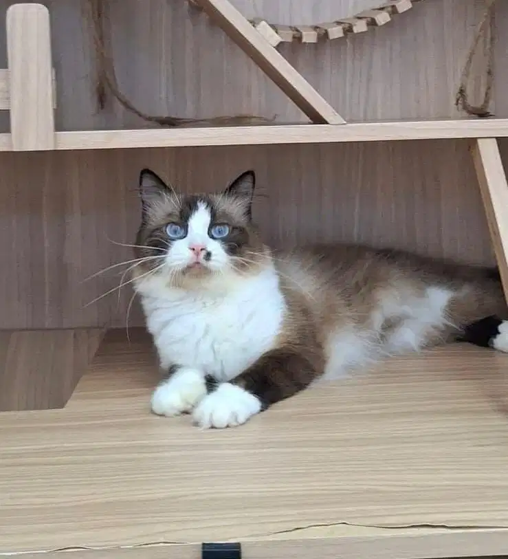 Kucing Ragdoll Jantan 8 bulan sudah steril