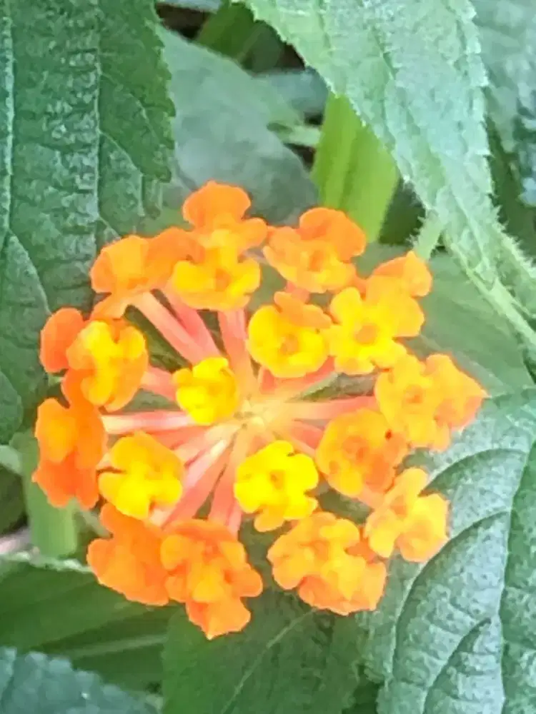 Dibutuhkan ART/ pet sitter