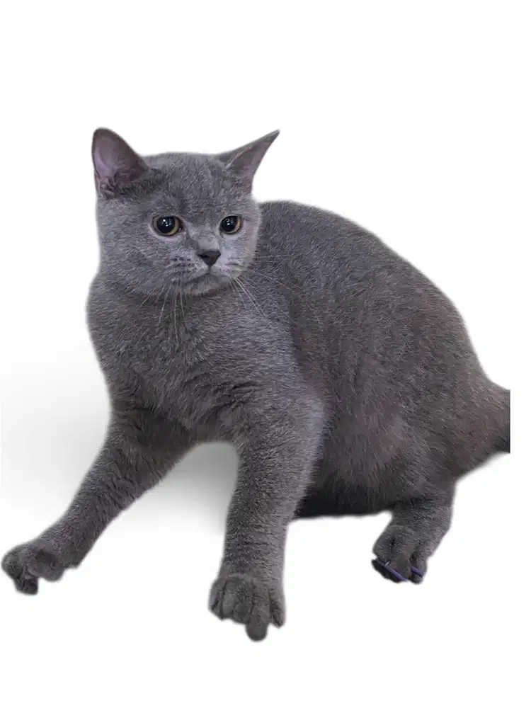 Britishorthair betina