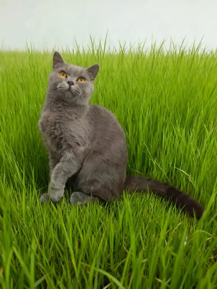 BRITISH SHORTHAIR/BSH BETINA