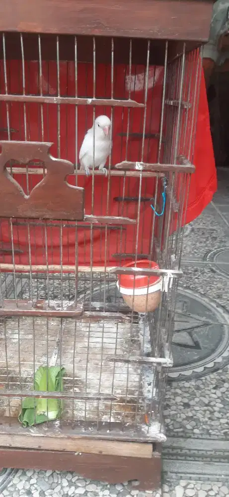 Lovebird Albino MH