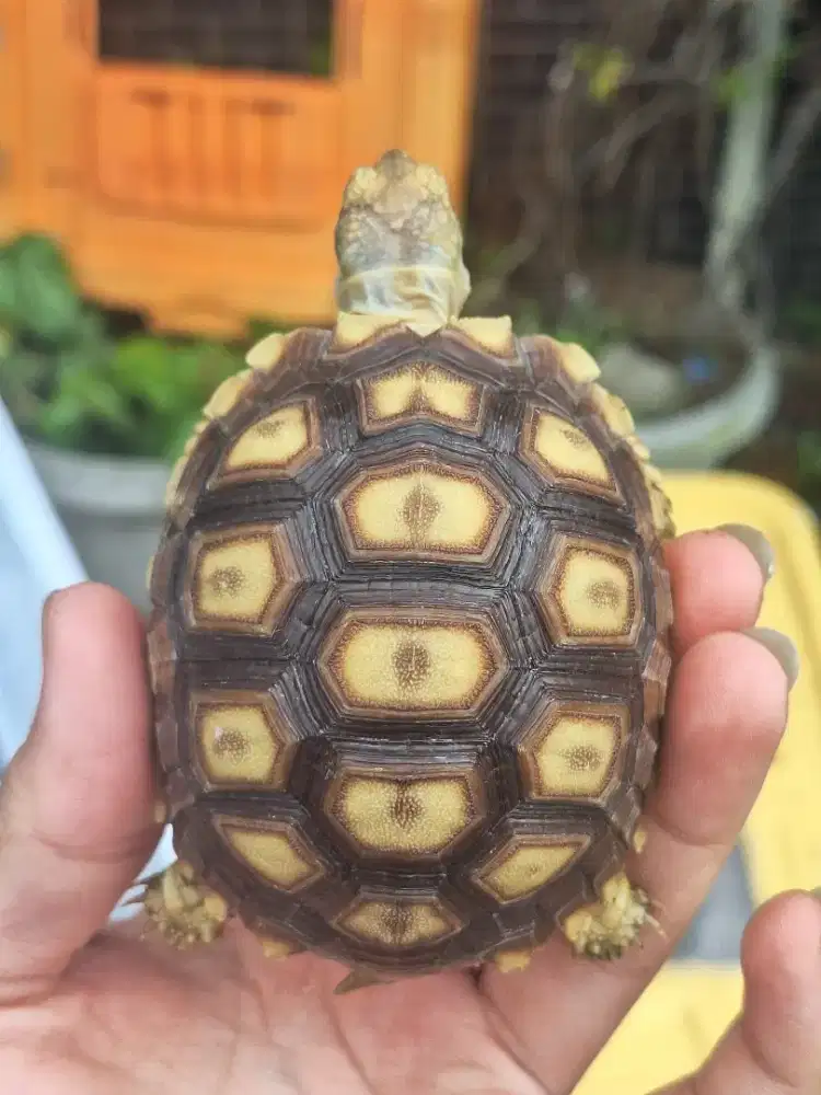 Sulcata 7cm± sehat dan mulus