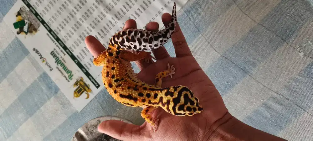 gecko/reptil (juvenile)