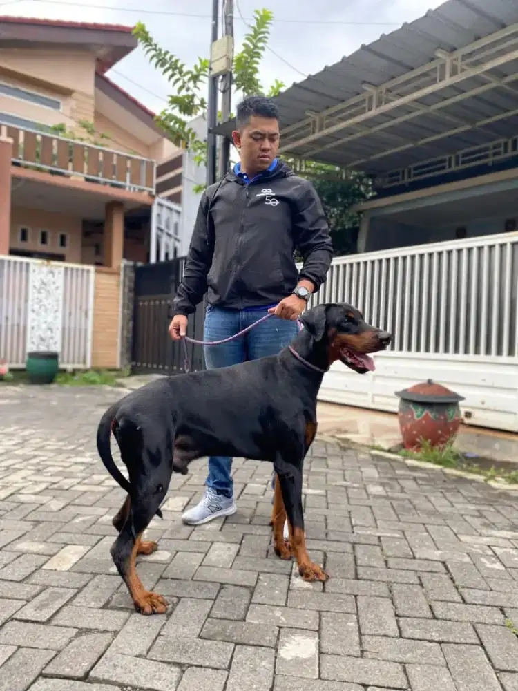 DOBERMANN PINSCHER