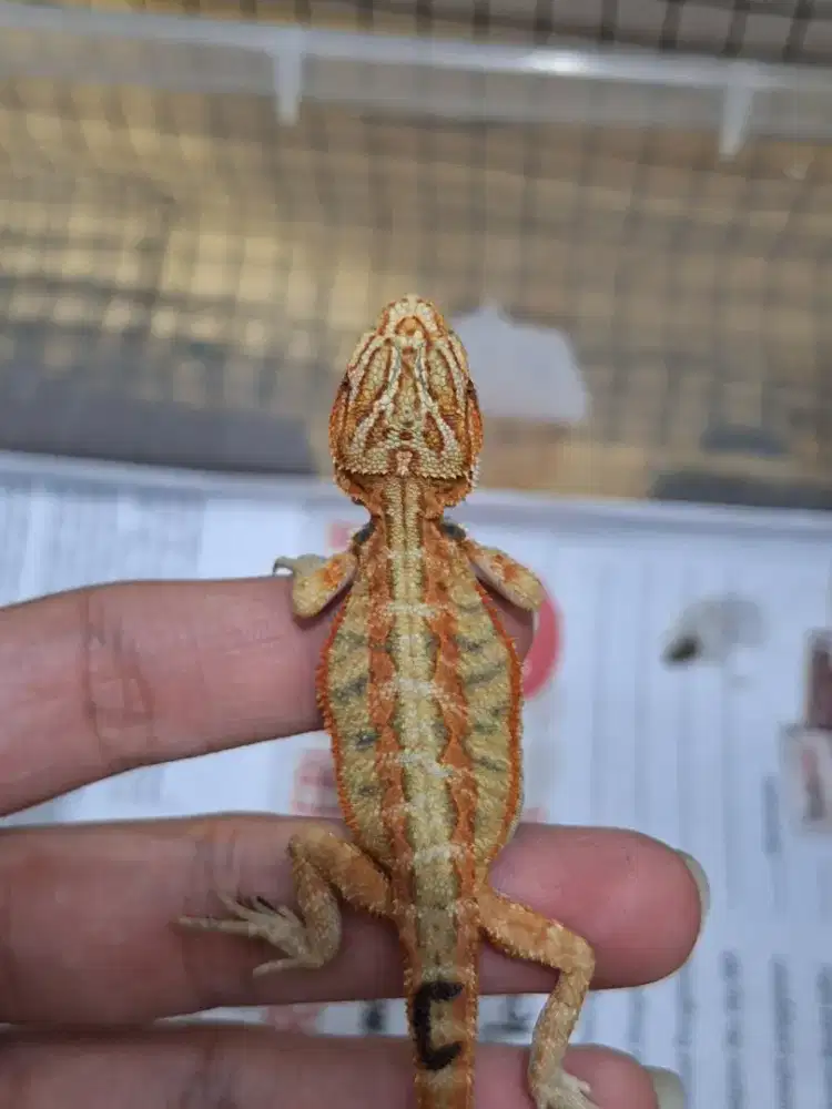 Bearded dragon(bd) morph hypo