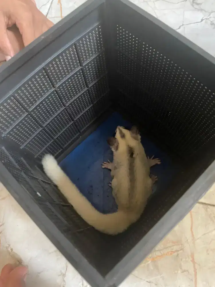 SUGAR GLIDER CG, Moza, Leu