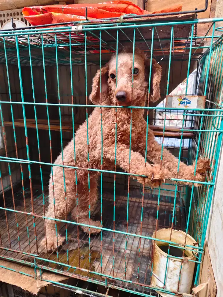 Poodle Betina Red Mutasi Warna