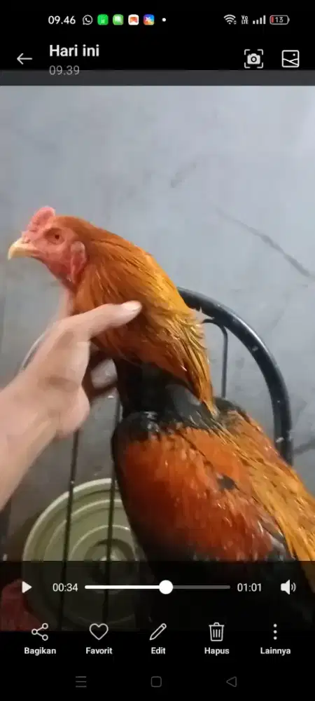 ayam bangkok josss Gondos