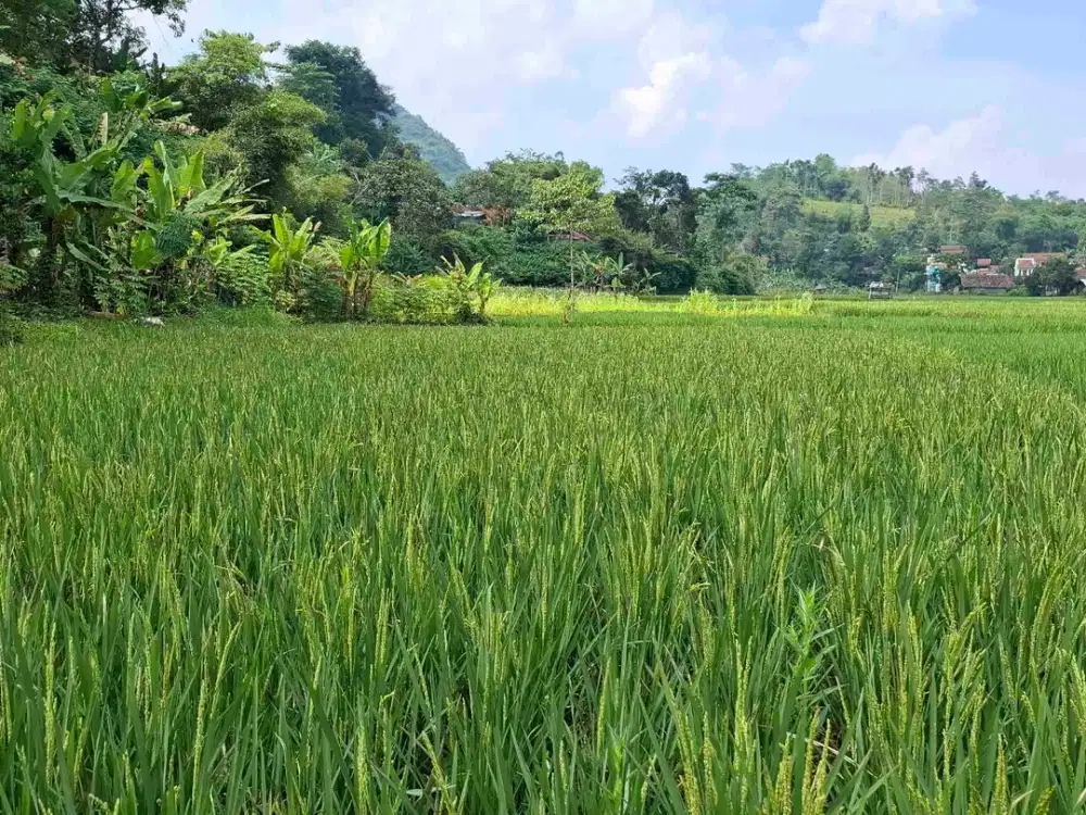 JUAL CEPAT SAWAH MURAH ARJASARI