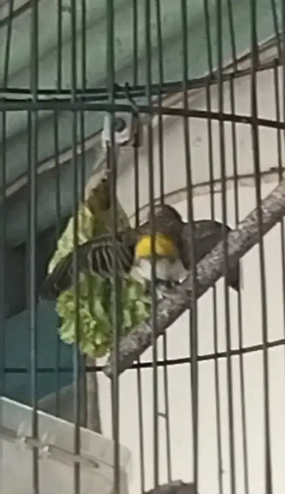 Jual blacktroat gacor buka sayap siap di jodohkan